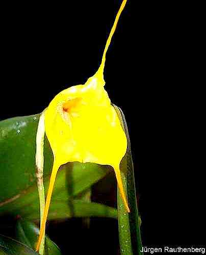 Masdevallia Aquarius